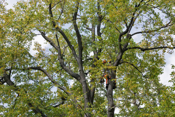 How Our Tree Care Process Works  in  Dodson Branch, TN